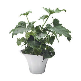 [product_category]-Georg Jensen Bloom Botanica Flowerpot, Large-Georg Jensen-5713275217503-10019515-GEO-2