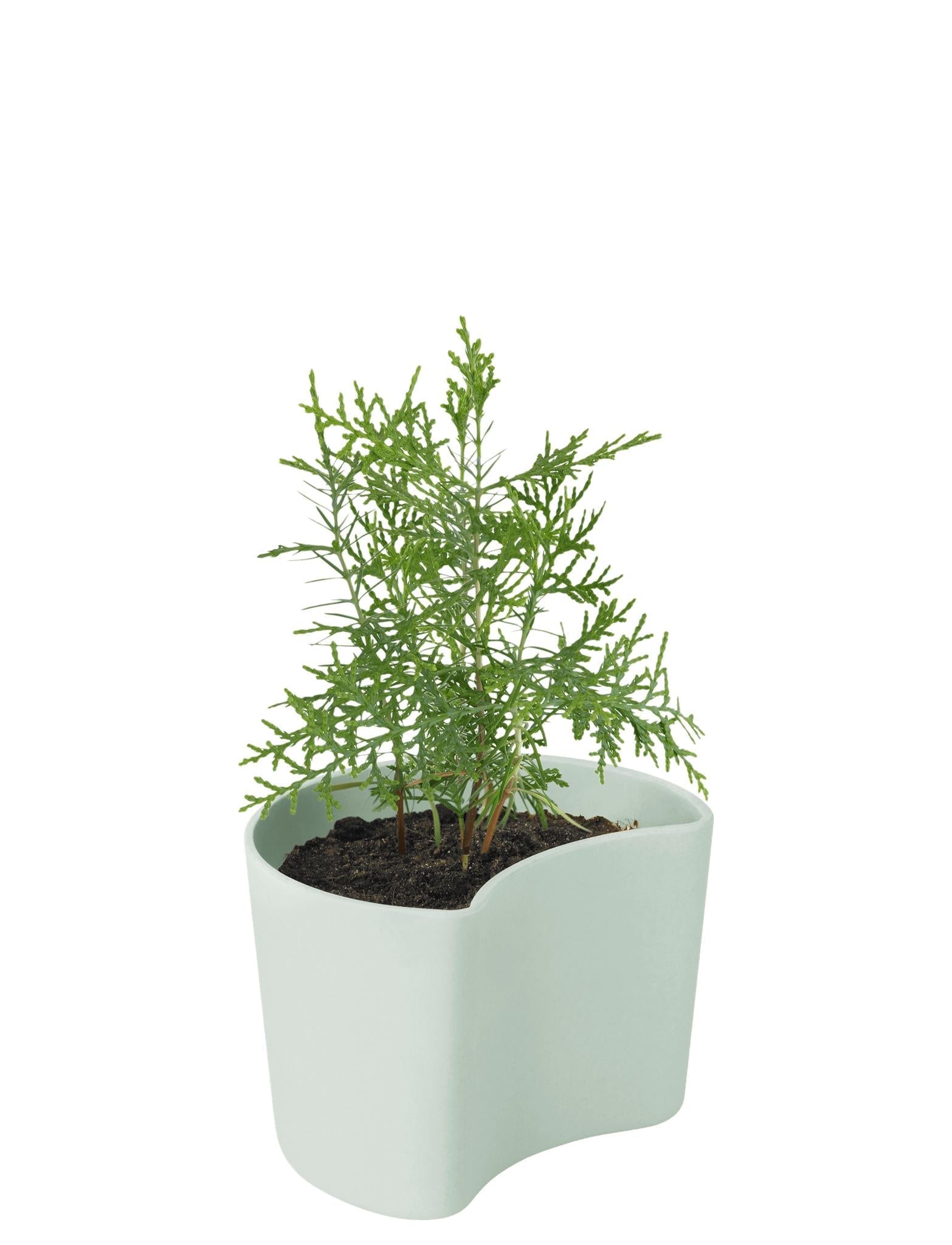 [product_category]-Rig Tig Your Tree Flower Pots With Seeds, Green-Rig-Tig-5709846025790-Z00136-1-RIG-2