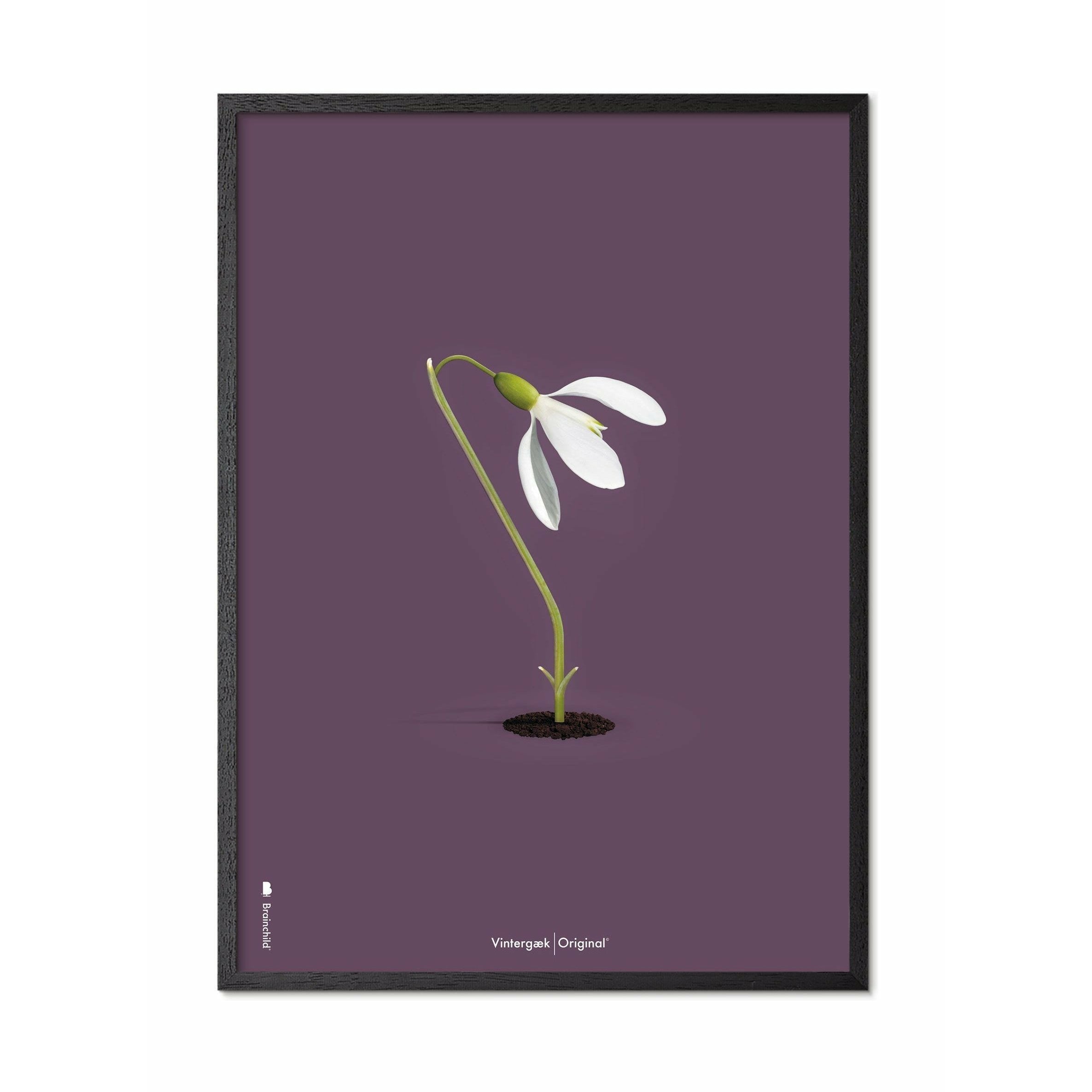 Brainchild Snowdrop Classic Poster, Black Lacquered Wood Frame A5, Purple Background